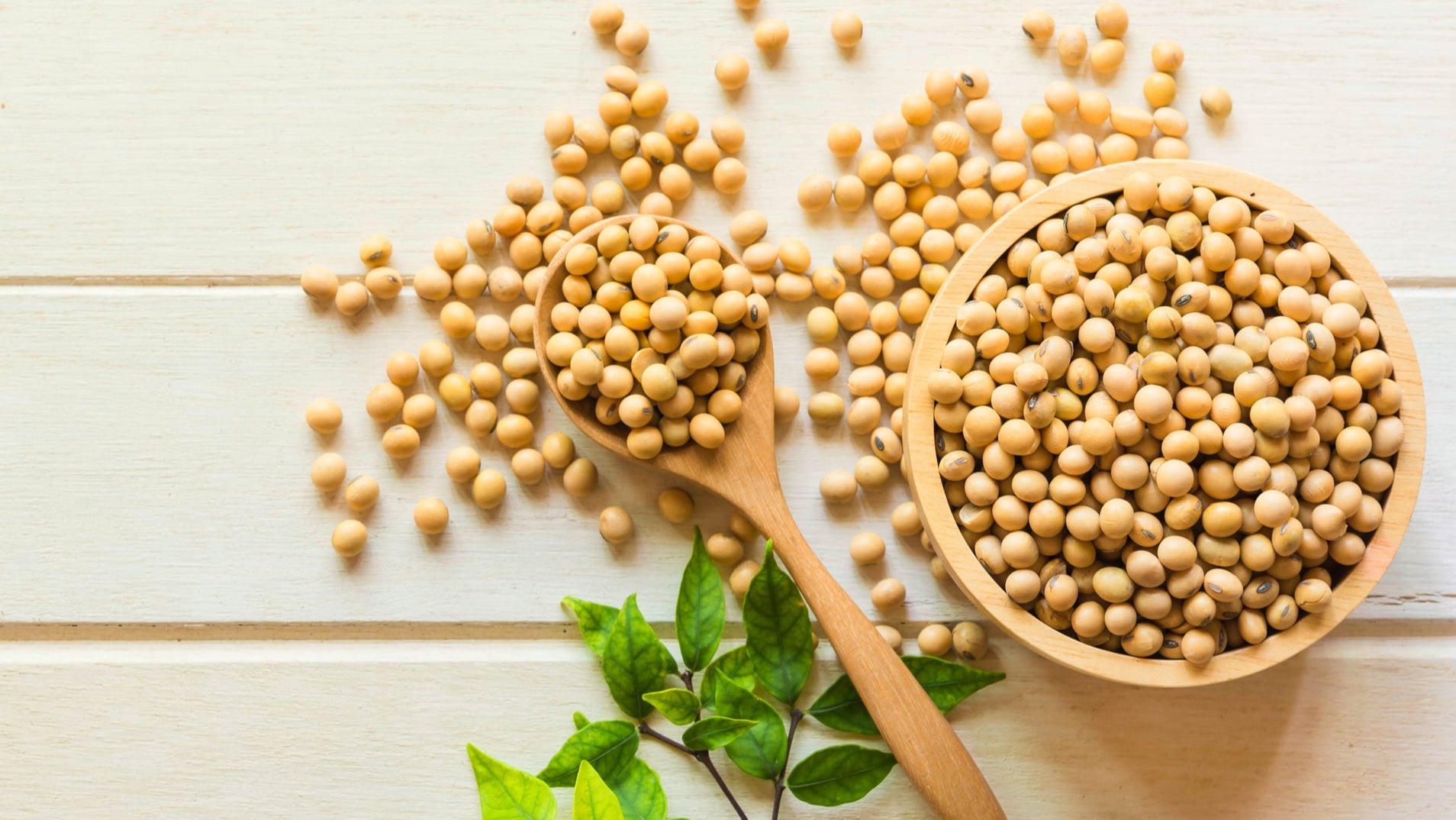 Is Soy Good Or Bad For You? | Wellversed